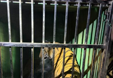 माहुली येथील महिलेला ठार करणारी वाघीण वनविभागाने केली जेरबंद