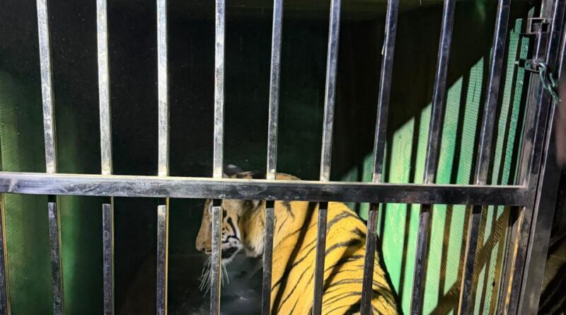 माहुली येथील महिलेला ठार करणारी वाघीण वनविभागाने केली जेरबंद