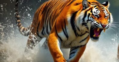 धक्कादायक घटना: वाघाच्या हल्ल्यात ६ वर्षीय चिमुकल्याचा दुर्दैवी मृत्यू