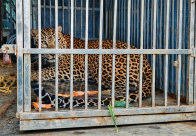 धाबेटेकडी परिसरात धुमाकूळ घालणारा बिबट्या अखेर जेरबंद