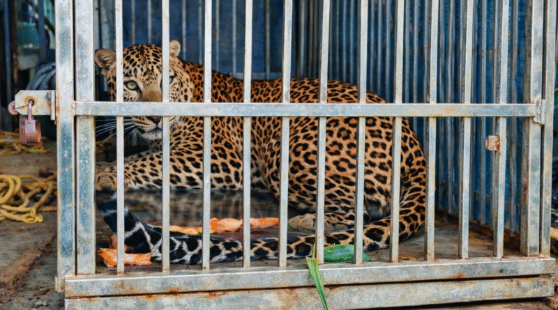 धाबेटेकडी परिसरात धुमाकूळ घालणारा बिबट्या अखेर जेरबंद
